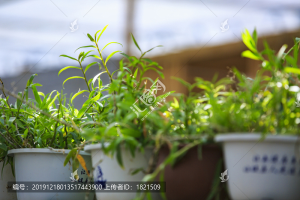 寧波鄞州易中禾仙草園風(fēng)光