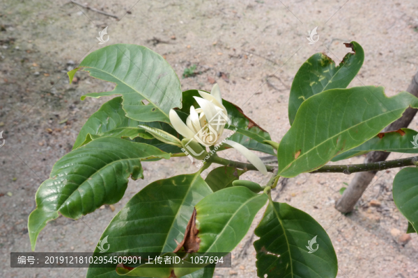 白蘭花