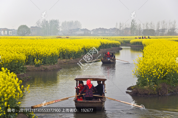 千垛油菜花