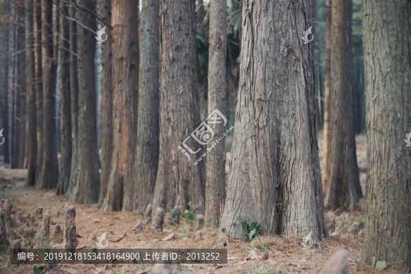 秋季筆直樹林樹木