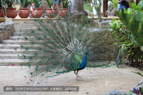 奇琴伊察的孔雀開屏