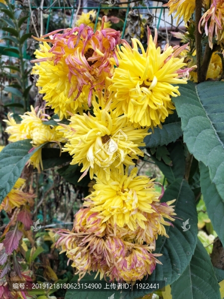 野菊花