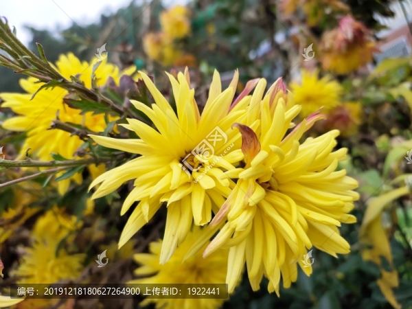 菊花