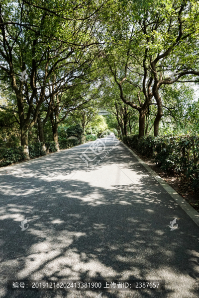 林蔭道