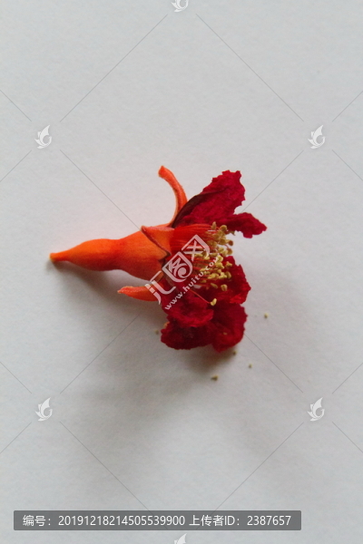 石榴花干花