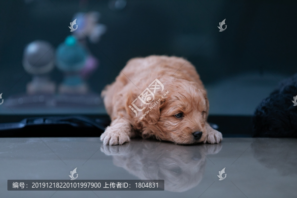 狗狗