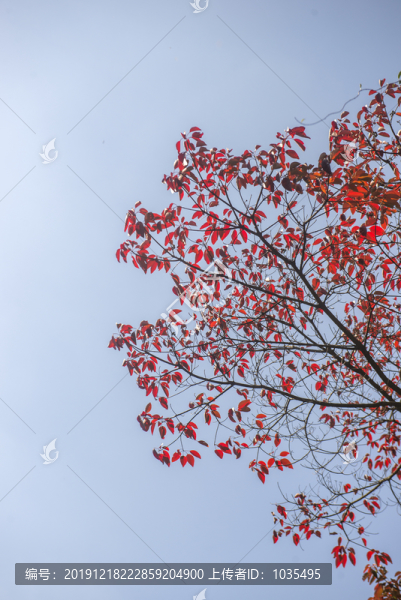 紅葉