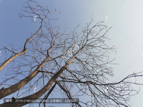冬天落光葉子的樹枝
