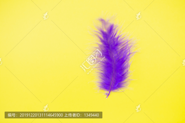高清紫色羽毛