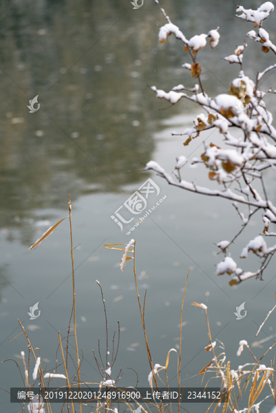 白雪與植物枝葉
