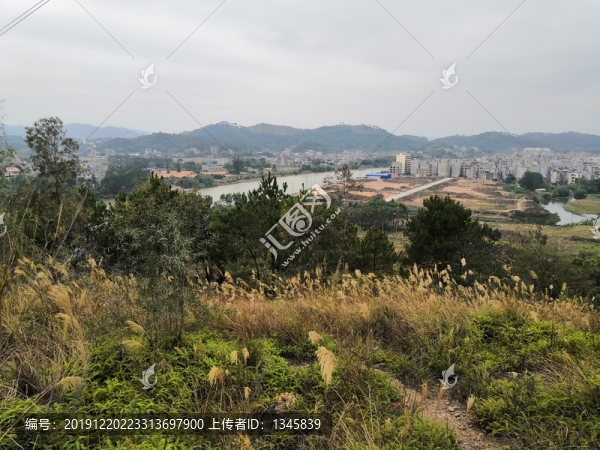 廣西欽州市小董鎮(zhèn)蘆葦草