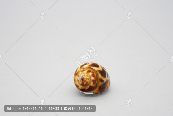 花螺