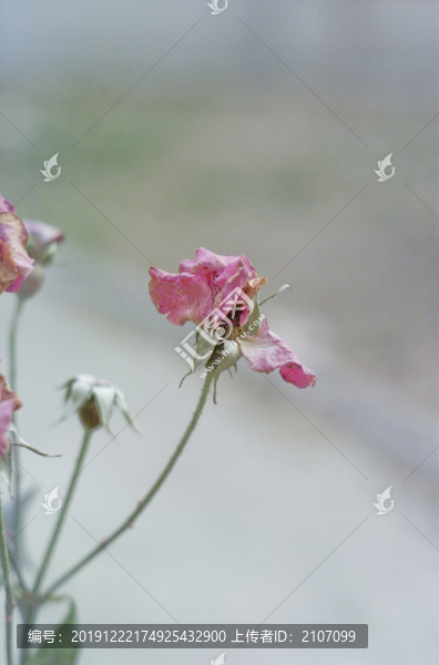 殘花