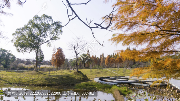 湖畔紅楓