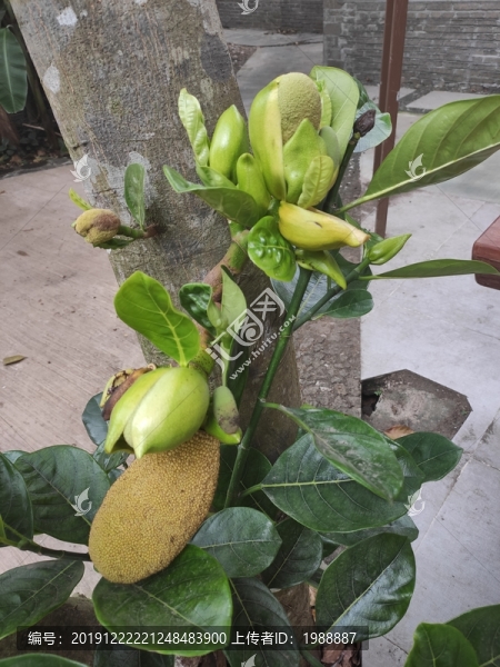 菠蘿蜜