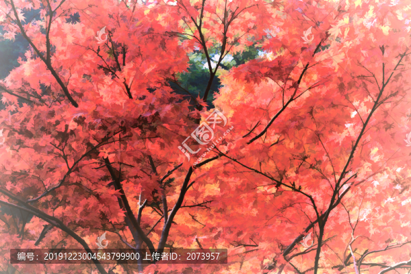 紅楓葉