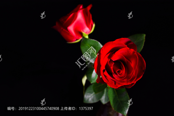 玫瑰