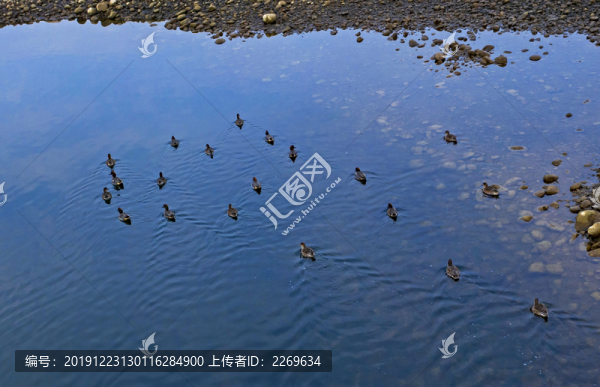 野鴨