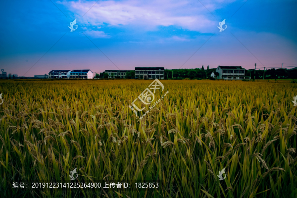 稻田
