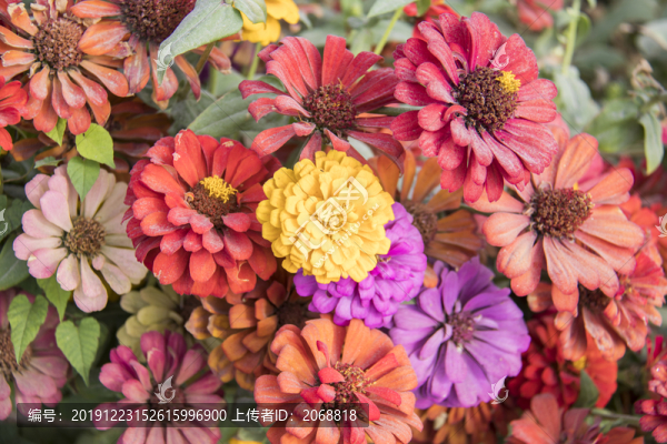 百日菊