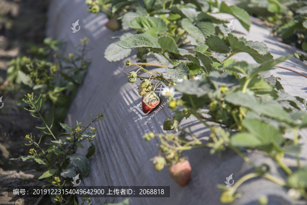 牛奶草莓