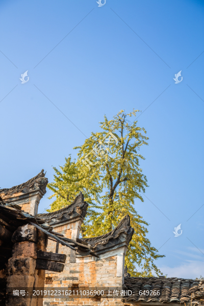 馬頭墻與銀杏樹(shù)