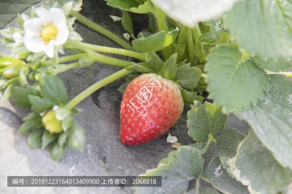 牛奶草莓