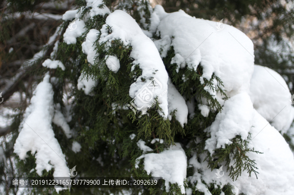 冬季雪景