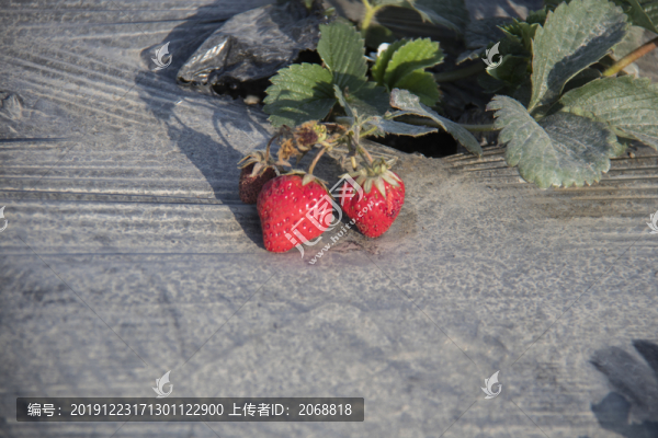 牛奶草莓