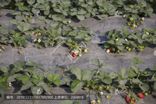 牛奶草莓