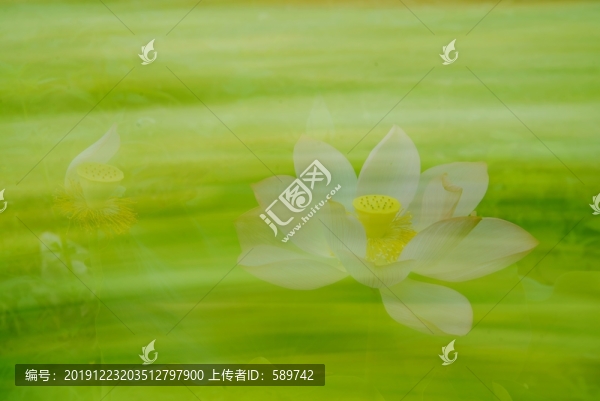 寫意荷花