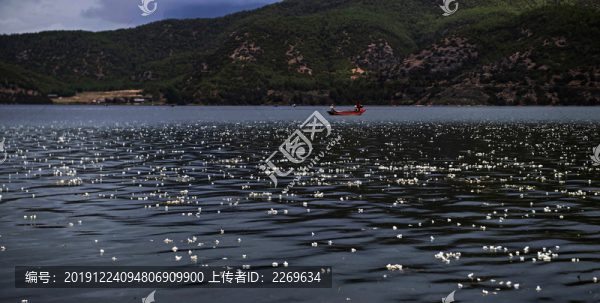 水性楊花