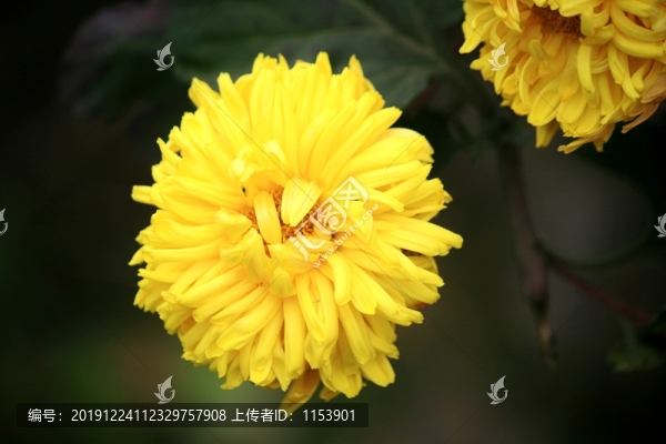 菊花
