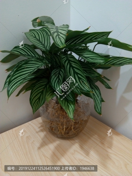 孔雀竹芋