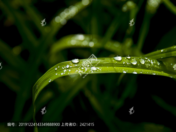 晨露