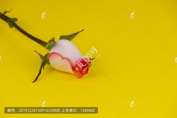 高清綻放玫瑰