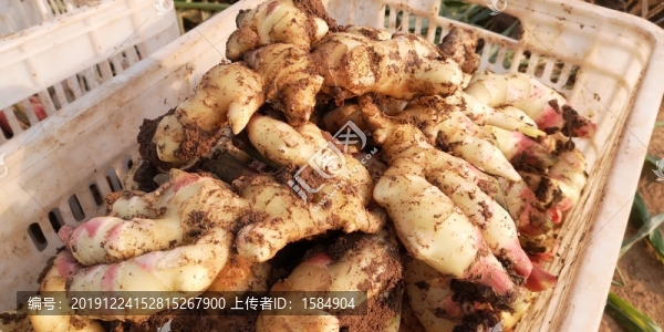 生姜