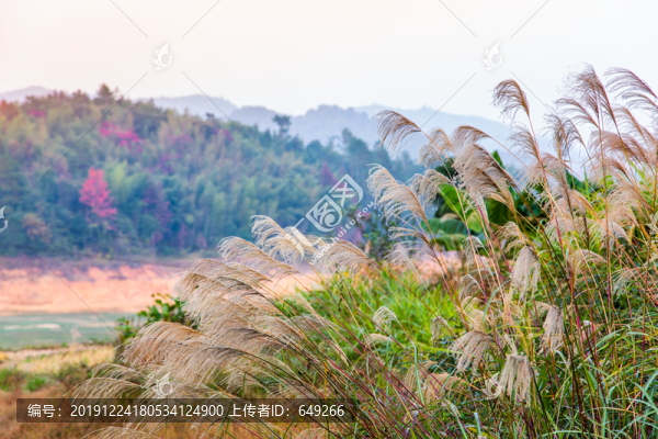 湖畔芒草