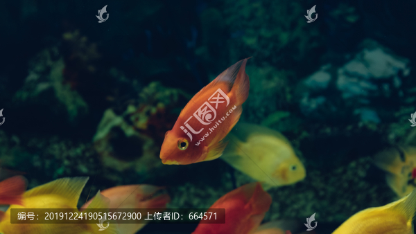 金魚