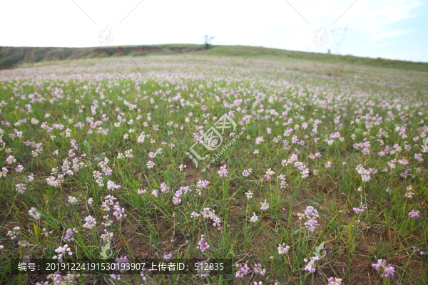 野韭菜花