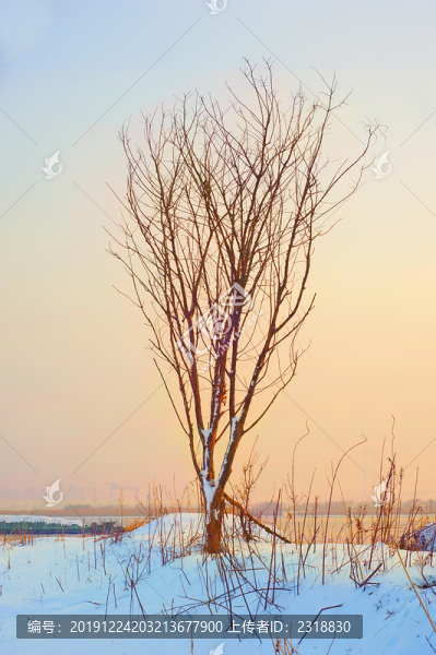 雪中枯樹