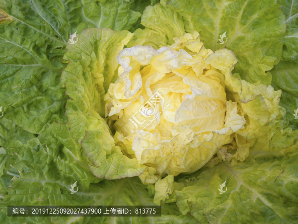 新鮮冬白菜