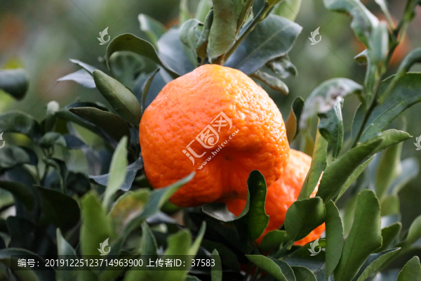 丑橘
