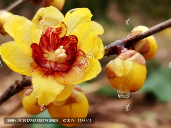 臘梅花