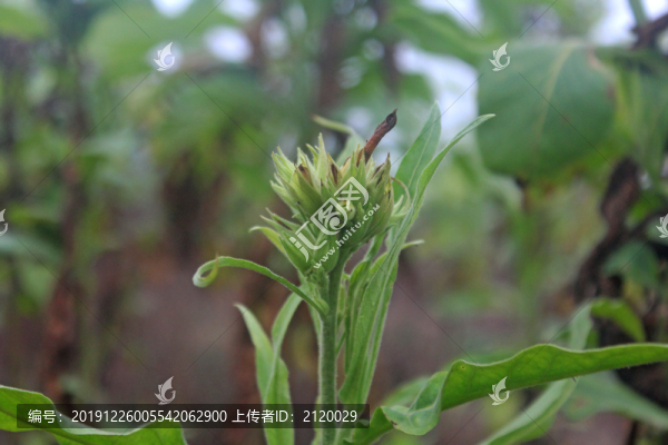 煙葉開(kāi)花