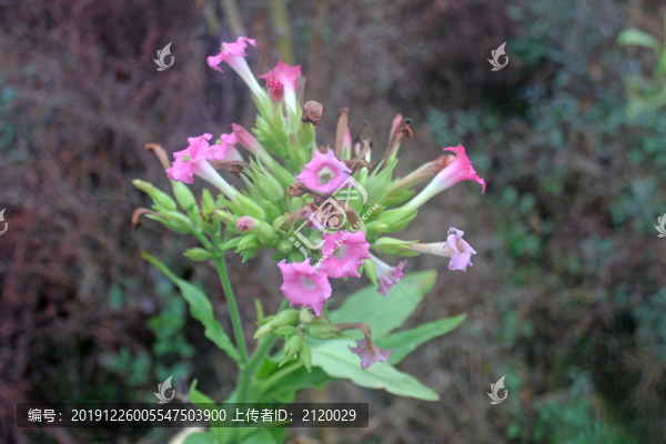煙葉開花