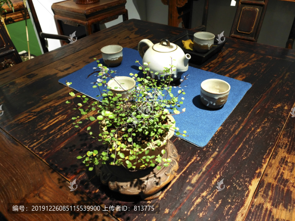 茶韻綠植