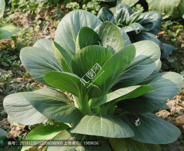 大白菜