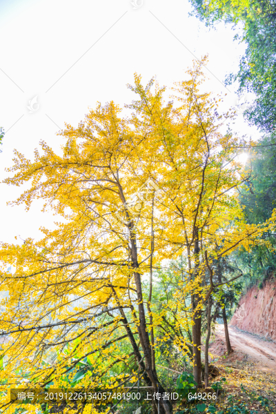 村道旁的銀杏樹