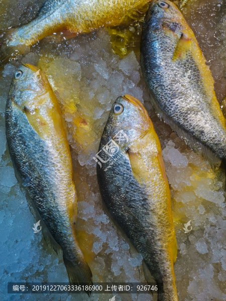 黃魚